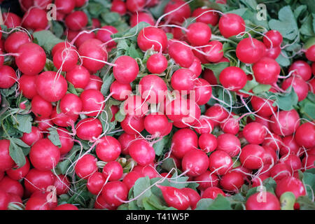 Radis rouge sur le marché - tas de radis rouge Banque D'Images