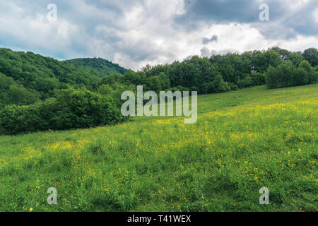 Sombre après-midi d'été dans les montagnes. arbres au bord d'un domaine rural. Magnifique campagne dans des conditions météorologiques avant storm Banque D'Images