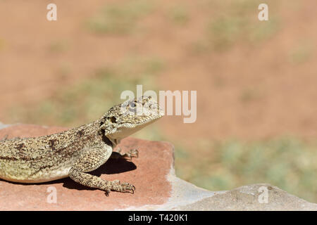 Close up of lizard de soleil sur la roche Banque D'Images