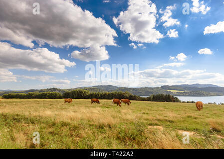 Les vaches sur le pâturage d'été dans les montagnes Pieniny en Pologne. Banque D'Images