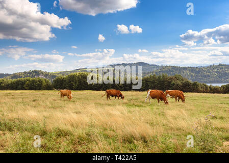 Les vaches sur le pâturage d'été dans les montagnes Pieniny en Pologne. Banque D'Images