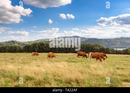 Les vaches sur le pâturage d'été dans les montagnes Pieniny en Pologne. Banque D'Images