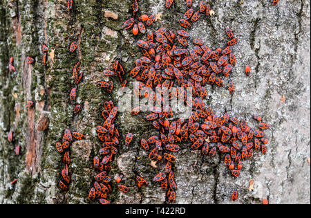 Red Bugs se prélasser au soleil sur l'écorce des arbres. Chaud automne-soldats pour les coléoptères. Banque D'Images