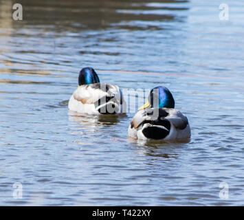 Canard colvert Banque D'Images