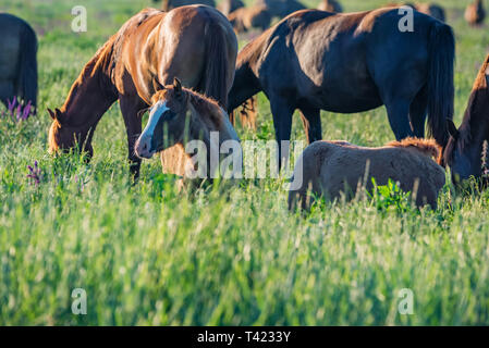 Jeune poulain le pâturage dans le domaine en vert à côté de chevaux adultes Banque D'Images
