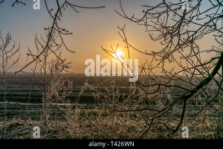 Printemps coucher de soleil sur le domaine agricole à travers les branches des arbres couverts de givre. Banque D'Images