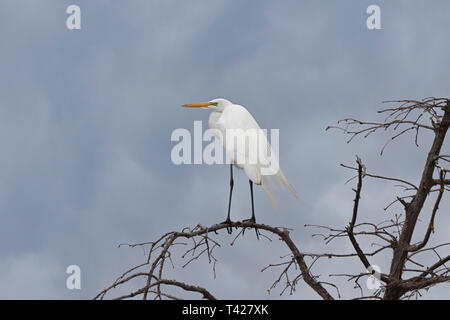 Une grande aigrette est au sommet d'un arbre stérile lors de l'arrivée d'une tempête. Sa peau vert néon et revenant sont un témoin si panaches Banque D'Images