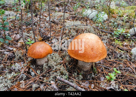 Orange deux-cap boletus dans la toundra forestière. La Sibérie, Russie Banque D'Images