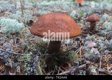 Big orange-cap boletus dans la toundra forestière. La Sibérie, Russie Banque D'Images