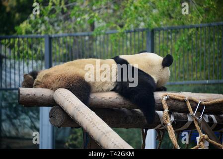 Beijing, Chine. 13 avr, 2019. Beijing, Chine-Un adorable panda géant peut être vu à Zoo de Beijing, à Beijing, en Chine. Crédit : SIPA Asie/ZUMA/Alamy Fil Live News Banque D'Images