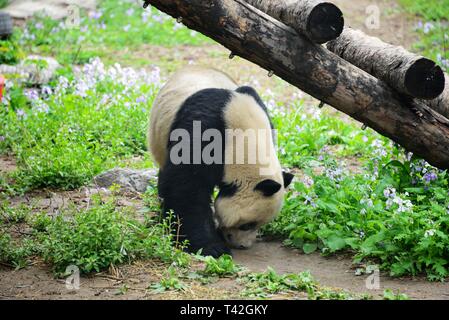 Beijing, Chine. 13 avr, 2019. Beijing, Chine-Un adorable panda géant peut être vu à Zoo de Beijing, à Beijing, en Chine. Crédit : SIPA Asie/ZUMA/Alamy Fil Live News Banque D'Images