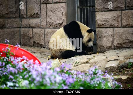 Beijing, Chine. 13 avr, 2019. Beijing, Chine-Un adorable panda géant peut être vu à Zoo de Beijing, à Beijing, en Chine. Crédit : SIPA Asie/ZUMA/Alamy Fil Live News Banque D'Images