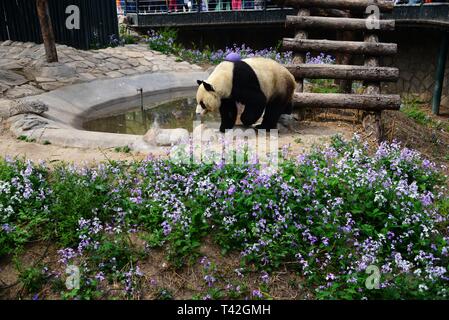 Beijing, Chine. 13 avr, 2019. Beijing, Chine-Un adorable panda géant peut être vu à Zoo de Beijing, à Beijing, en Chine. Crédit : SIPA Asie/ZUMA/Alamy Fil Live News Banque D'Images