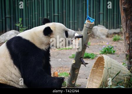 Beijing, Chine. 13 avr, 2019. Beijing, Chine-Un adorable panda géant peut être vu à Zoo de Beijing, à Beijing, en Chine. Crédit : SIPA Asie/ZUMA/Alamy Fil Live News Banque D'Images