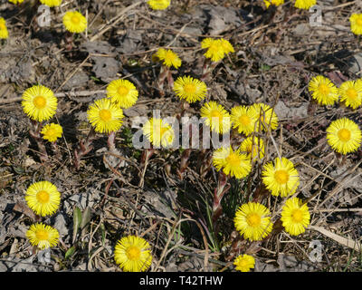 Premier Printemps fleurs jaune tussilage close up Banque D'Images