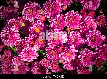 Aster mauve rose à fleurs de l'été. vignette fond, la nature. Banque D'Images