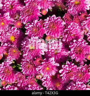 Aster mauve rose transparente à l'arrière-plan d'été de fleurs. la nature. Banque D'Images