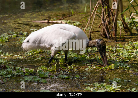Wood stork (Mycteria americana) dans l'alimentation en eau des marais Swamp Sanctuary en tire-bouchon, Florida, USA Banque D'Images