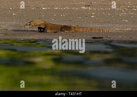 Vue de mer de Komodo, Varanus komodoensis, Horseshoe Bay, au sud de Rinca Island, le Parc National de Komodo, Indonésie Banque D'Images