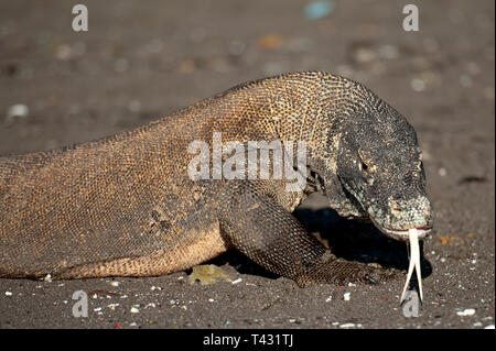 Dragon de Komodo sur plage, Varanus komodoensis, Horseshoe Bay, au sud de Rinca Island, le Parc National de Komodo, Indonésie Banque D'Images