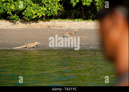 L'homme à la recherche d'un océan à Dragons de Komodo, Varanus komodoensis, Horseshoe Bay, au sud de Rinca Island, le Parc National de Komodo, Indonésie Banque D'Images