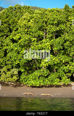 Vue depuis la mer des Dragons de Komodo, Varanus komodoensis, sur la plage, Horseshoe Bay, au sud de Rinca Island, le Parc National de Komodo, Indonésie Banque D'Images