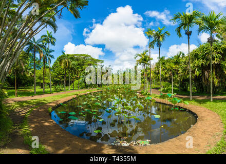 Jardin botanique de l'Ile Maurice, l'Afrique Banque D'Images