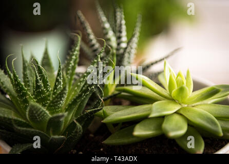 L'Aloe Vera Banque D'Images