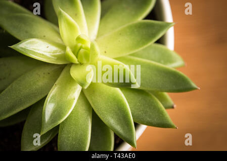 L'Aloe Vera Banque D'Images
