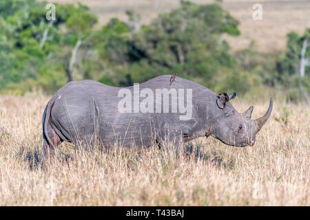 Grande herbe alimentation Rhino sur un tout les matins dans Masai Mara national reserve Banque D'Images