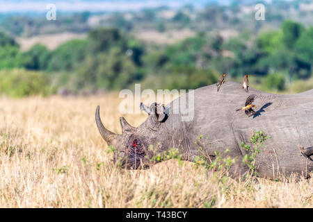 Rhino saignement après lutte et d'oiseaux volant sur le dos en Maasai Mara Banque D'Images