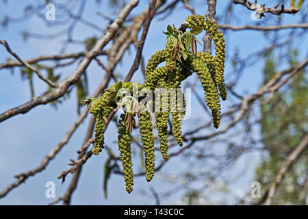 Les inflorescences et les nouvelles feuilles de chêne arbre de printemps Banque D'Images