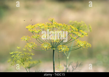 Un fond de fleurs d'aneth en été. Banque D'Images