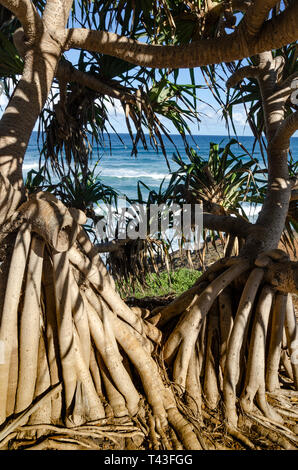 Arbres Pandanus sur clifftop à Ballina, New South Wales, Australie Banque D'Images