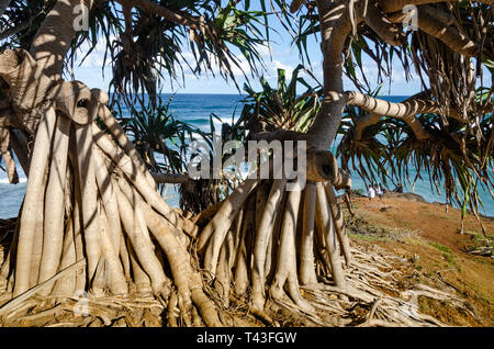 Arbres Pandanus sur clifftop à Ballina, New South Wales, Australie Banque D'Images