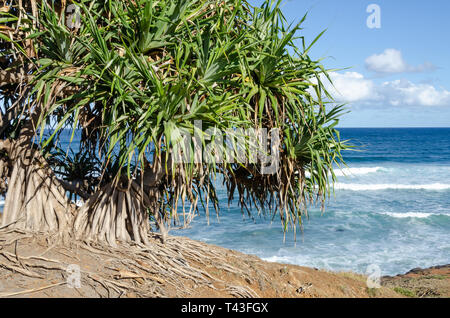 Arbres Pandanus sur clifftop à Ballina, New South Wales, Australie Banque D'Images