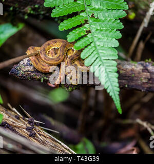 Bébé enroulé dans viper cils ponts suspendus d'Arenal au Costa Rica Banque D'Images