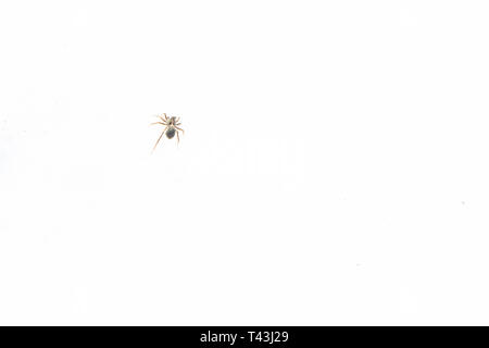 Peu d'araignées noires sur la neige au début du printemps Banque D'Images