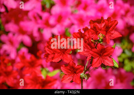 Rhododendron floraison dans toute sa splendeur. Banque D'Images