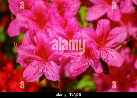 Rhododendron floraison dans toute sa splendeur. Banque D'Images