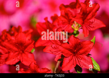 Rhododendron floraison dans toute sa splendeur. Banque D'Images