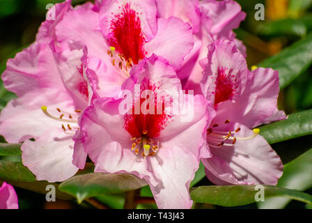 Rhododendron floraison dans toute sa splendeur. Banque D'Images