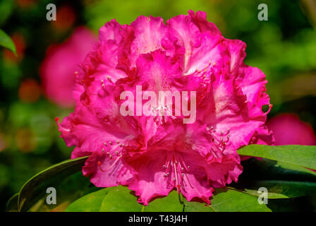 Rhododendron floraison dans toute sa splendeur. Banque D'Images