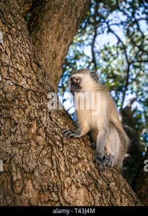 Gros plan du singe mignon sur une branche à Tsavo East Park, Kenya Banque D'Images