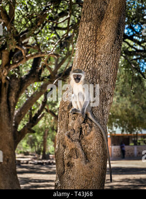 Gros plan du singe mignon sur une branche à Tsavo East Park, Kenya Banque D'Images