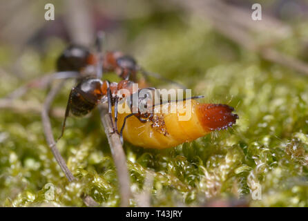 Fourmi de forêt rouge Formica Rufa mangeant la chenille jaune Banque D'Images