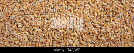 Blé brut grains secs full frame background, bannière. Close up Vue de dessus Banque D'Images
