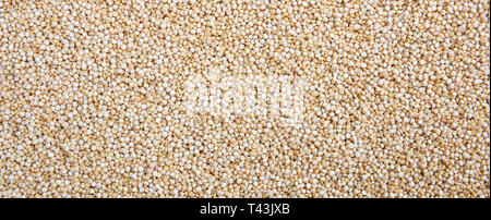 Le quinoa brut grains secs couleur blanc fond plein cadre, bannière. Close up Vue de dessus Banque D'Images