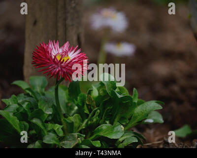 Gerbera Daisy fleur dans le jardin Banque D'Images