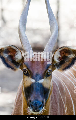 L'Est ou la montagne de Bongo (Tragelaphus eurycerus isaaci) ssp. Banque D'Images